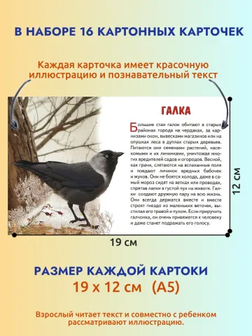 Зимующие птицы России карточки