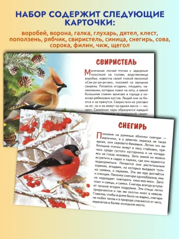 Зимующие птицы России карточки